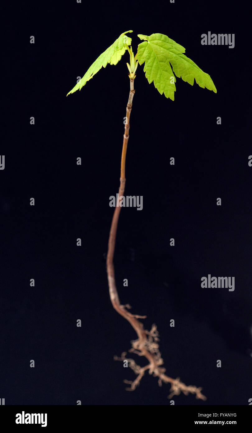 Ahornsproessling, Ahorn, Acer, ist ein Nutzbaum Foto Stock