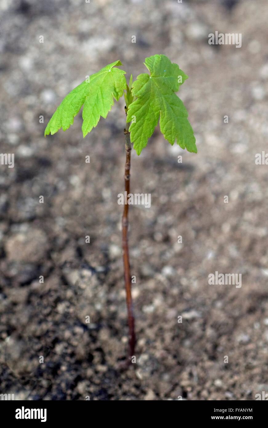 Ahornsproessling, Ahorn, Acer, ist ein Nutzbaum Foto Stock