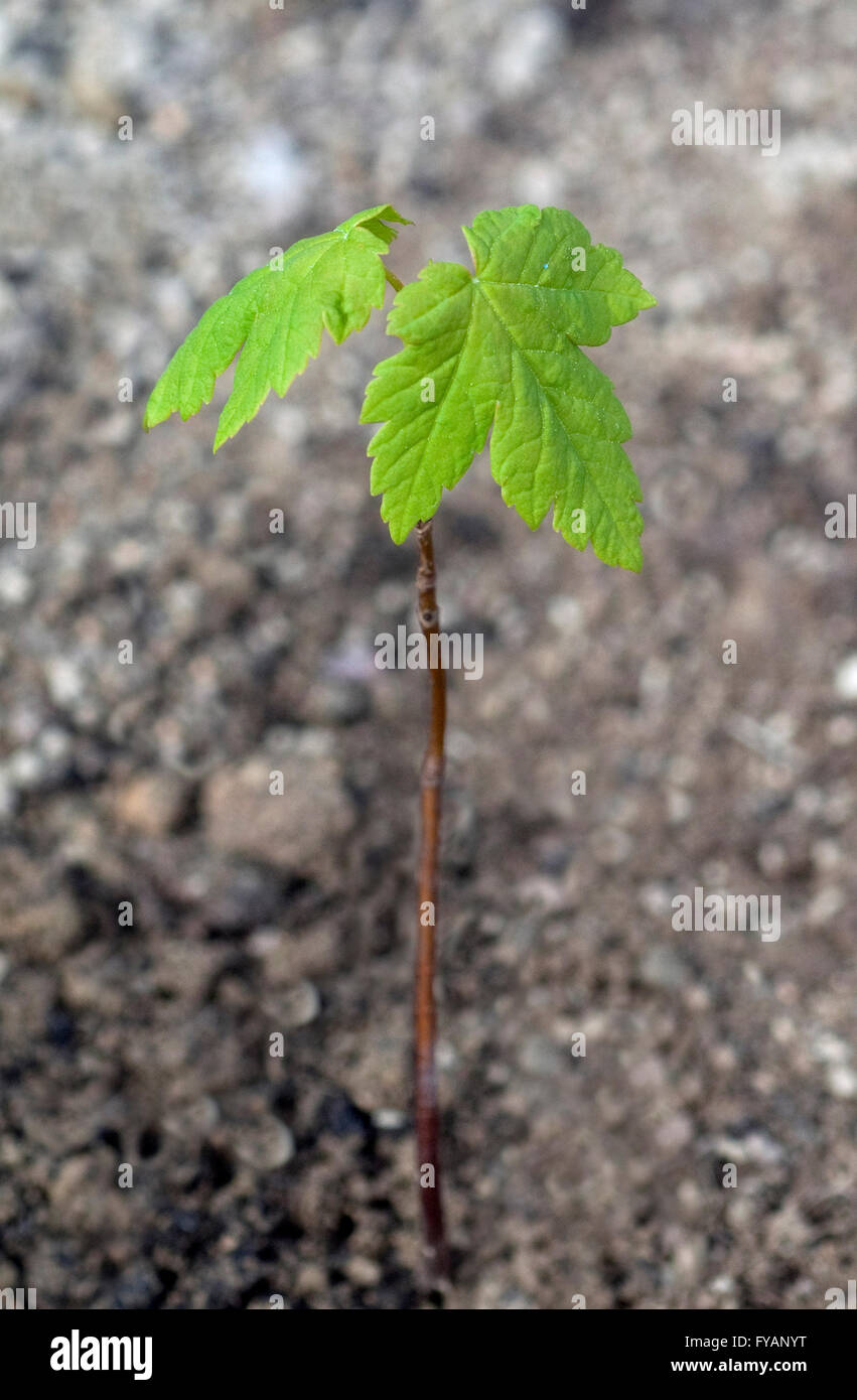 Ahornsproessling, Ahorn, Acer, ist ein Nutzbaum Foto Stock