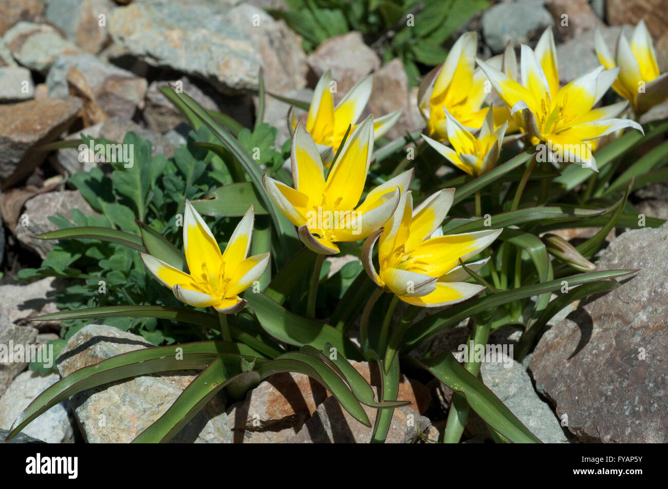 Tarda; Botanische, Tulpe; Tulipa ist eine Wildtulpe Foto Stock