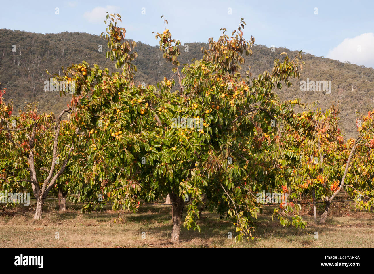 Le piantagioni di alberi di persimmon a Wandiligong, Victoria, Australia Foto Stock