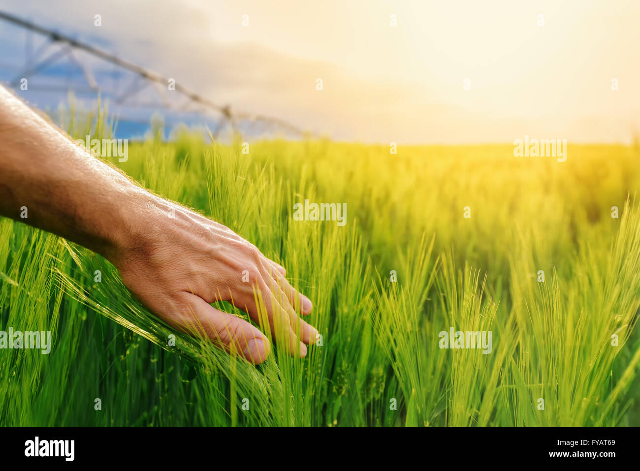 Agricoltore toccando Grano verde piante irrigate nel campo coltivato, mano sulle colture, la luce del sole in background, il fuoco selettivo Foto Stock