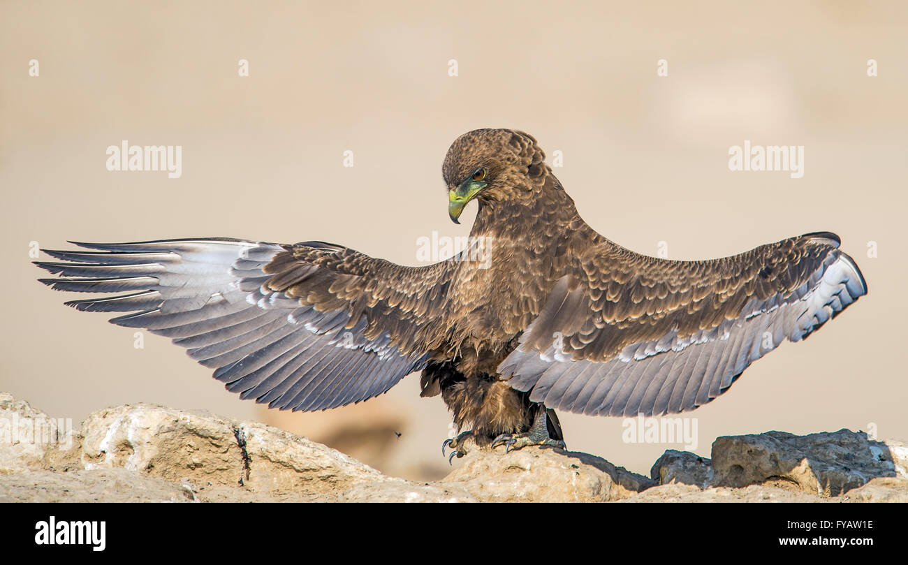 Quap Cubitjie Kgalagadi Parco transfrontaliero in Sud Africa. Questo teenager Bateleur visitato il waterhole per pochi minuti. Alcuni di Foto Stock