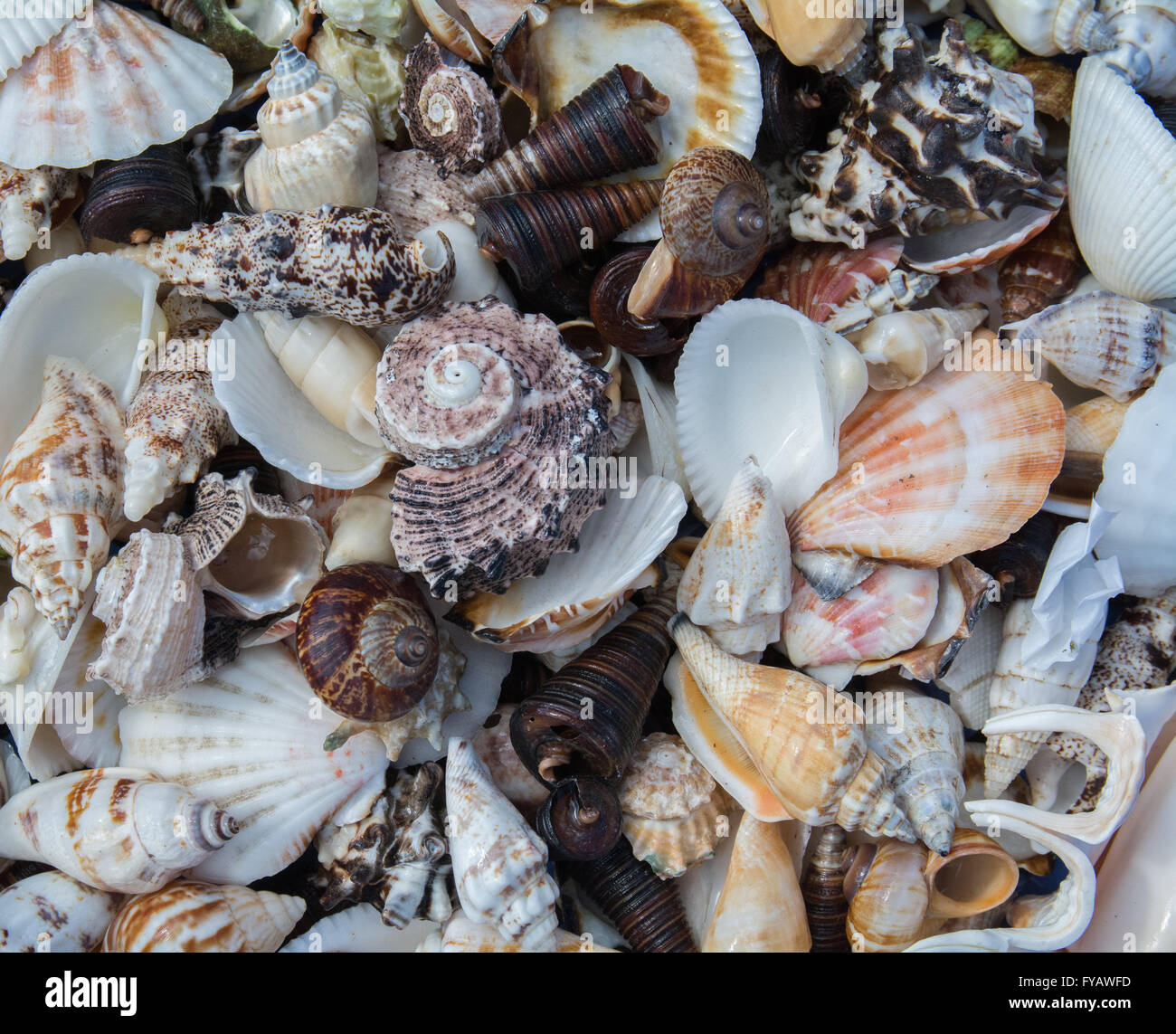 Conchiglie di mare strettamente raggruppate Foto Stock