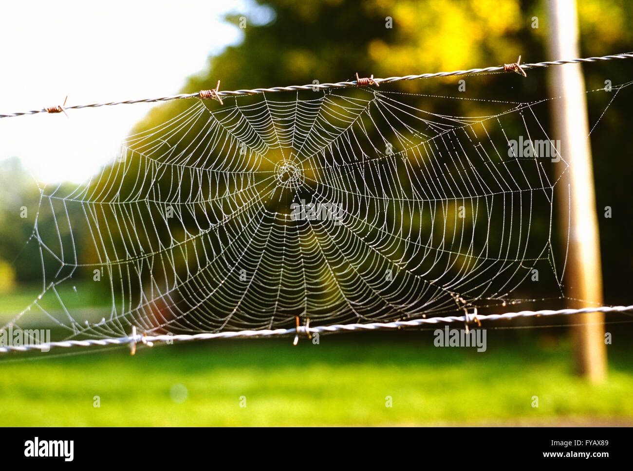 Intricate coperte di rugiada spider web naturale in ambiente esterno Foto Stock