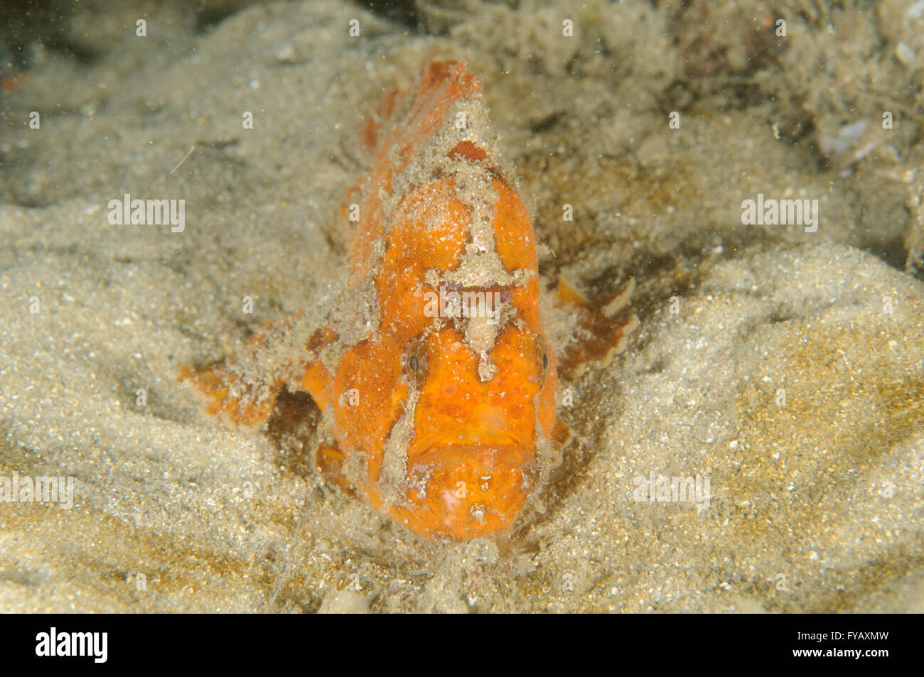 Freckled rana pescatrice, Antennatus coccineus, a Baia di Chowder, Clifton Gardens, Nuovo Galles del Sud, Australia. Profondità: 3,9 m. Foto Stock