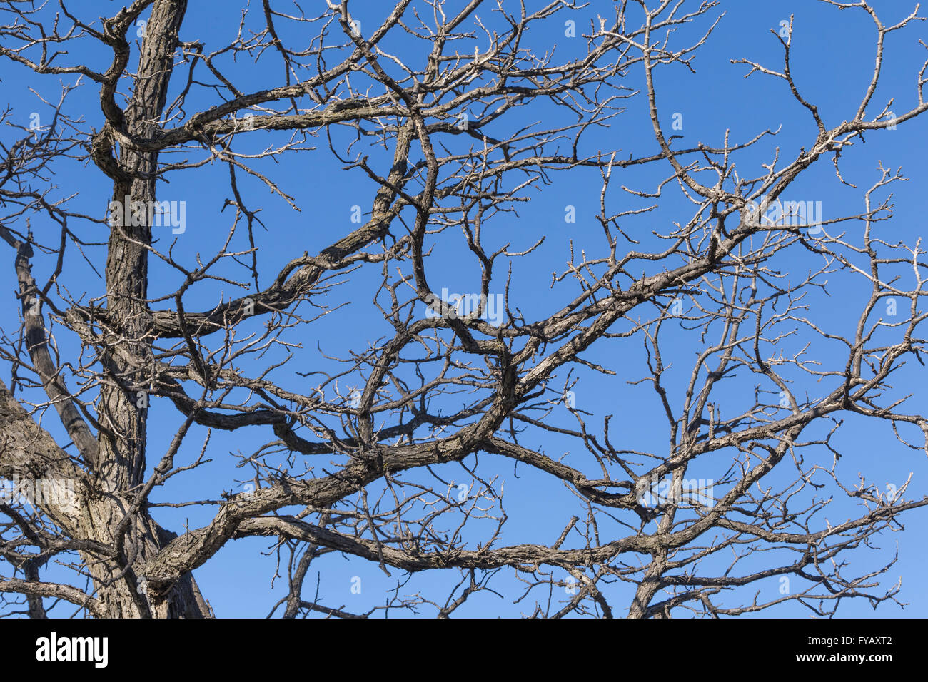 Albero a molla contro un cielo blu Foto Stock