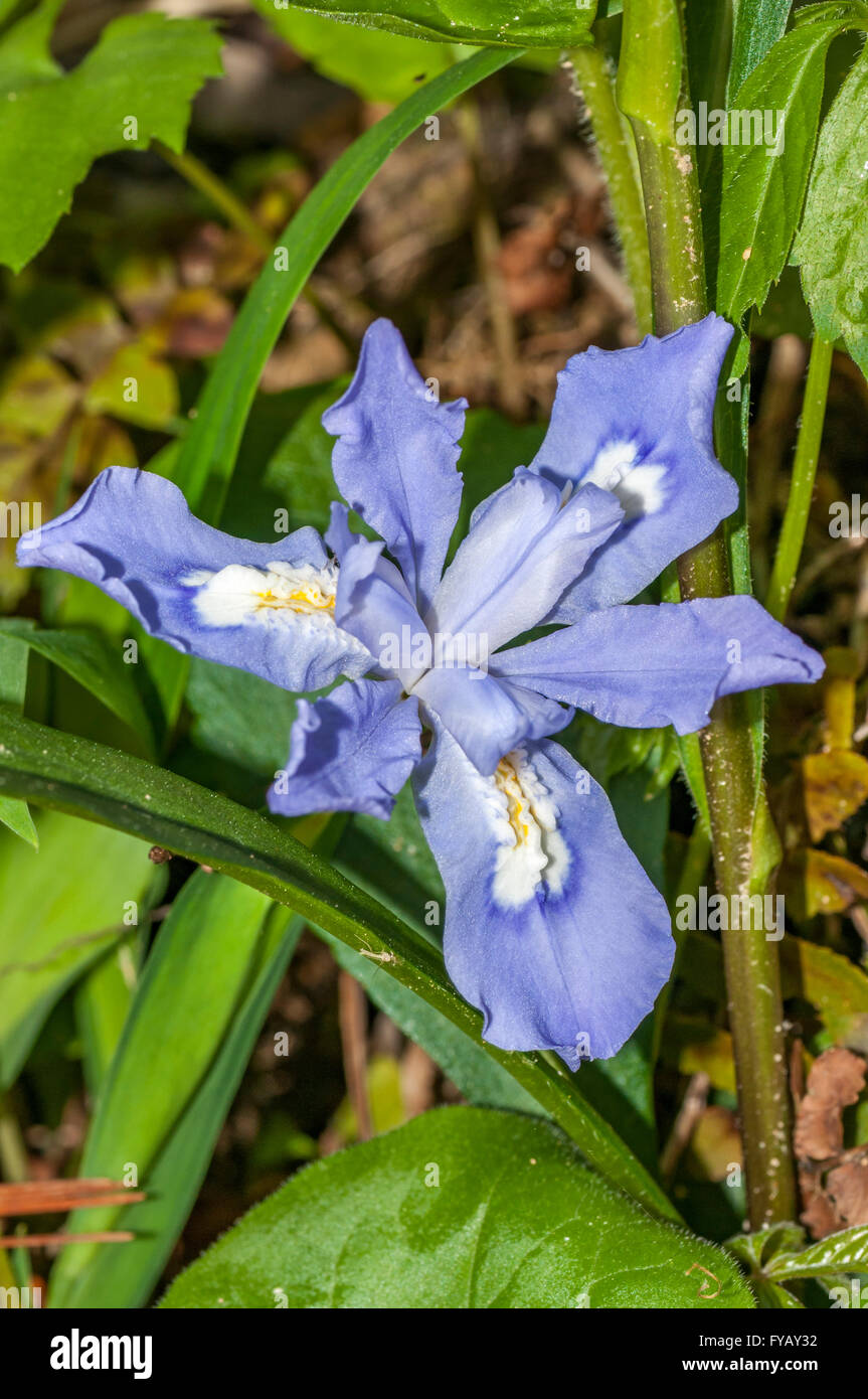 Crested Dwarf Iris millefiori. è il nome scientifico è Iris cristata Aiton delle Iridaceae (iris) famiglia. Foto Stock