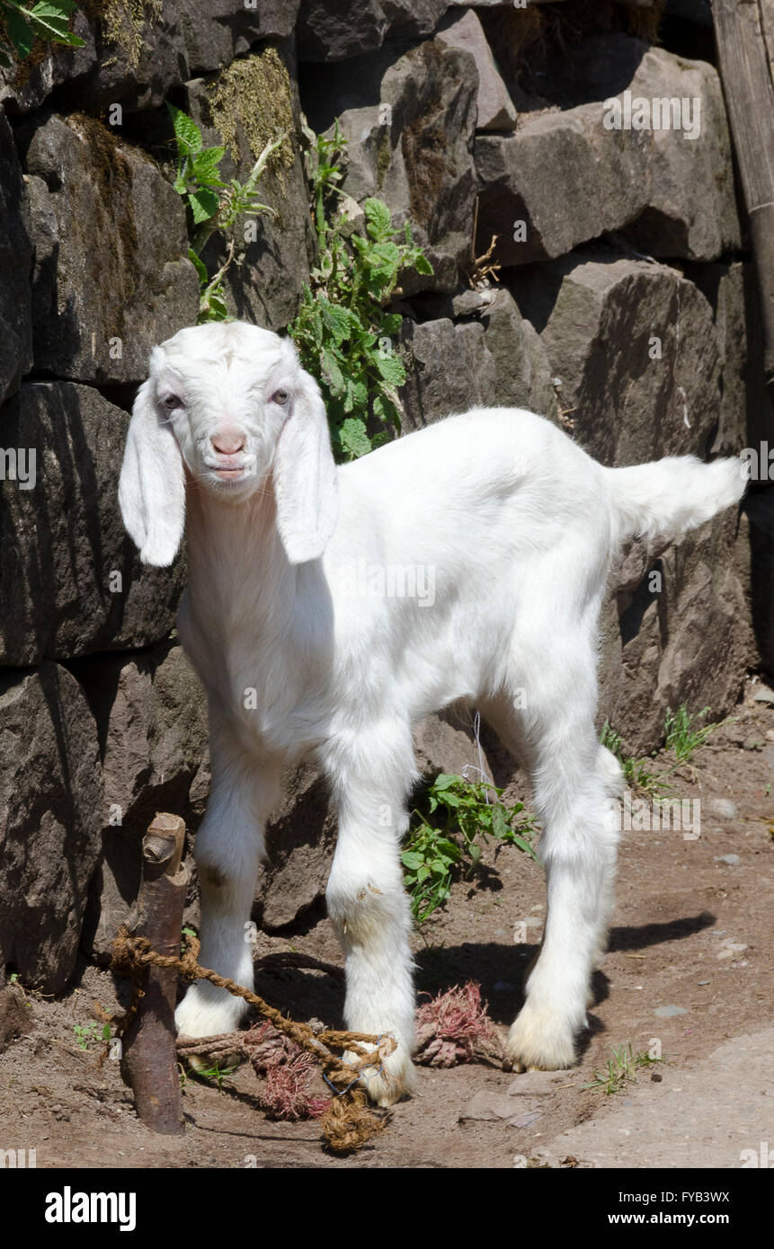 White capretto in un villaggio vicino a McLeod Ganj, Dharamshala, Distict Kangra, Himachal Pradesh, India. Foto Stock
