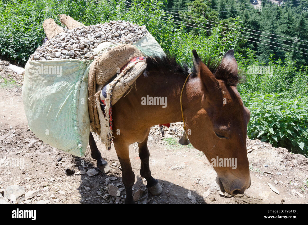 Asino che trasportano la ghiaia per costruzione casa sito nel villaggio vicino McLeod Ganj, Dharamshala, Distict Kangra, Himachal Pradesh, Foto Stock