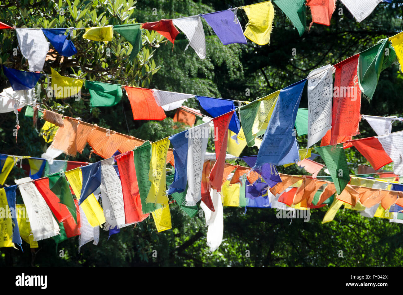 Bandiere di preghiera in alberi di pino, McLeod Ganj, Dharamshala, Distict Kangra, Himachal Pradesh, India, Foto Stock