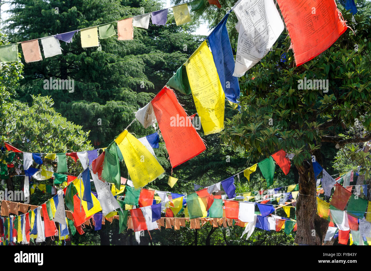 Bandiere di preghiera in alberi di pino, McLeod Ganj, Dharamshala, Distict Kangra, Himachal Pradesh, India, Foto Stock