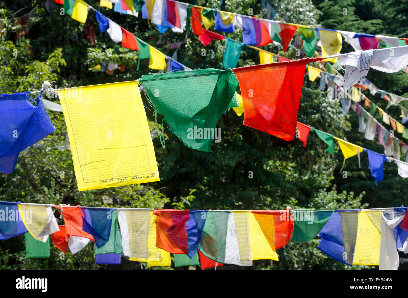 Bandiere di preghiera in alberi di pino, McLeod Ganj, Dharamshala, Distict Kangra, Himachal Pradesh, India, Foto Stock