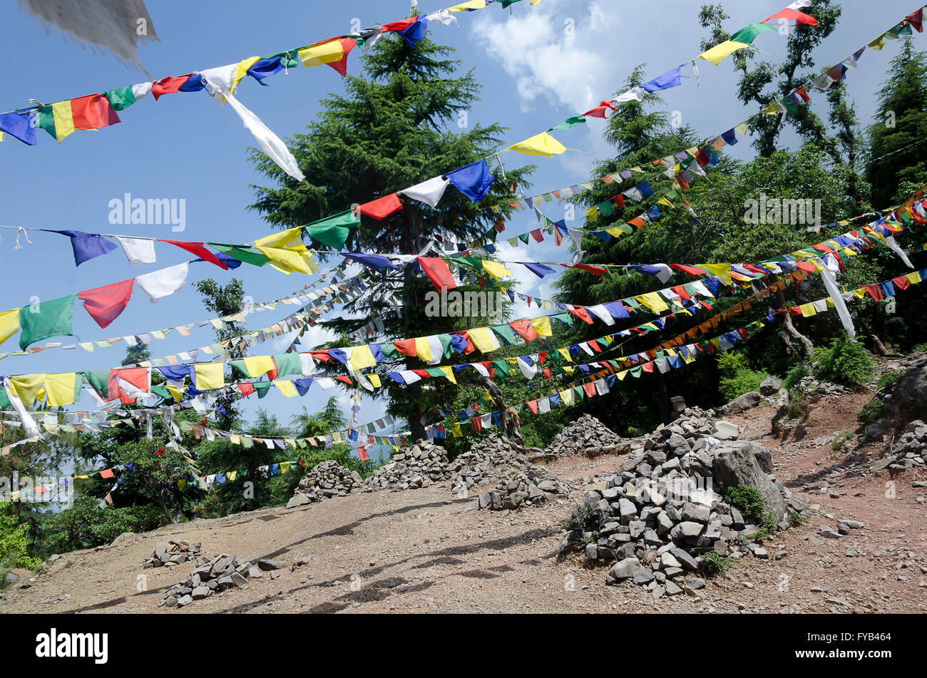 Bandiere di preghiera in alberi di pino, McLeod Ganj, Dharamshala, Distict Kangra, Himachal Pradesh, India, Foto Stock