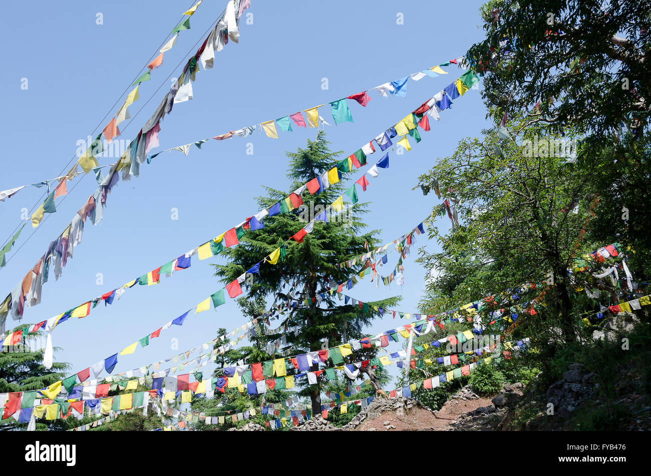 Bandiere di preghiera in alberi di pino, McLeod Ganj, Dharamshala, Distict Kangra, Himachal Pradesh, India, Foto Stock