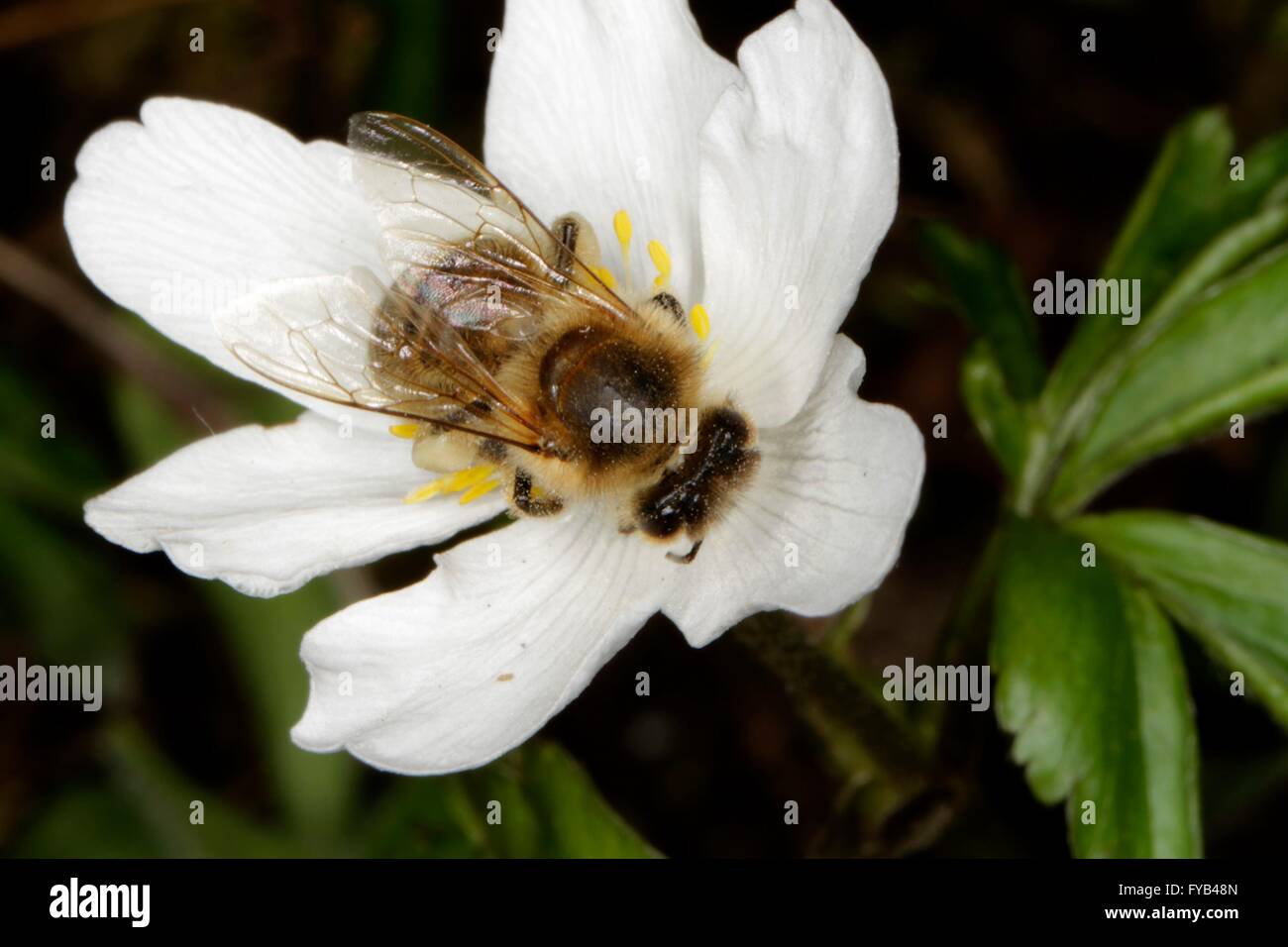 Un'ape sul fiore della Windflower (Anemone nemorosa ,) Questa è una pianta del genere Anemone. Turingia, Germania, Europa Data: Aprile 8, 2016 Foto Stock