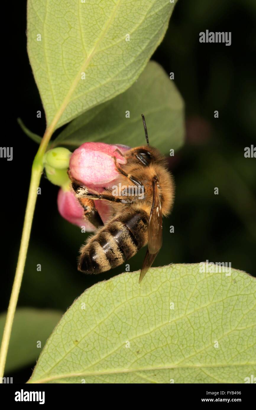 Honeybee (Apis mellifera) su un fiore di ordinaria snowberry (Symphoricarpos albus). I fiori di fornire il miele api e di altri insetti nettare e polline. Kleinschmalkalden, Turingia, Germania, Europa Data: 14 giugno 2015 Foto Stock
