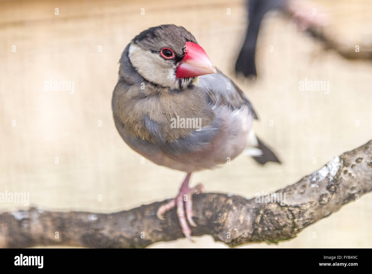 Java Sparrow. Padda oryzivora, Abington Park voliera. Foto Stock