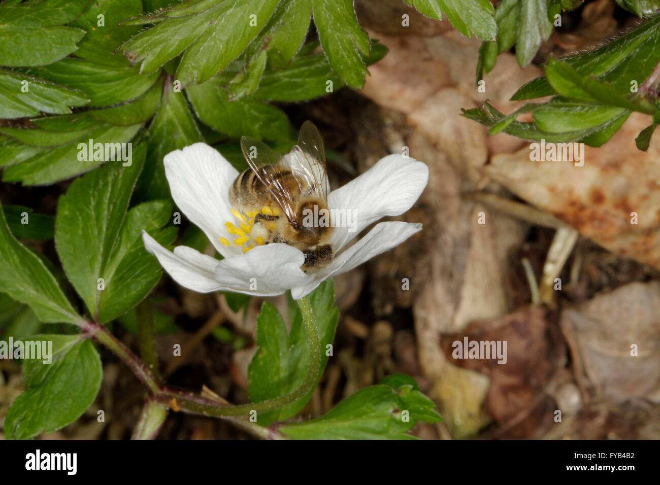Un'ape sul fiore della Windflower (Anemone nemorosa ,) Questa è una pianta del genere Anemone. Turingia, Germania, Europa Data: 13 Aprile 2016 Foto Stock