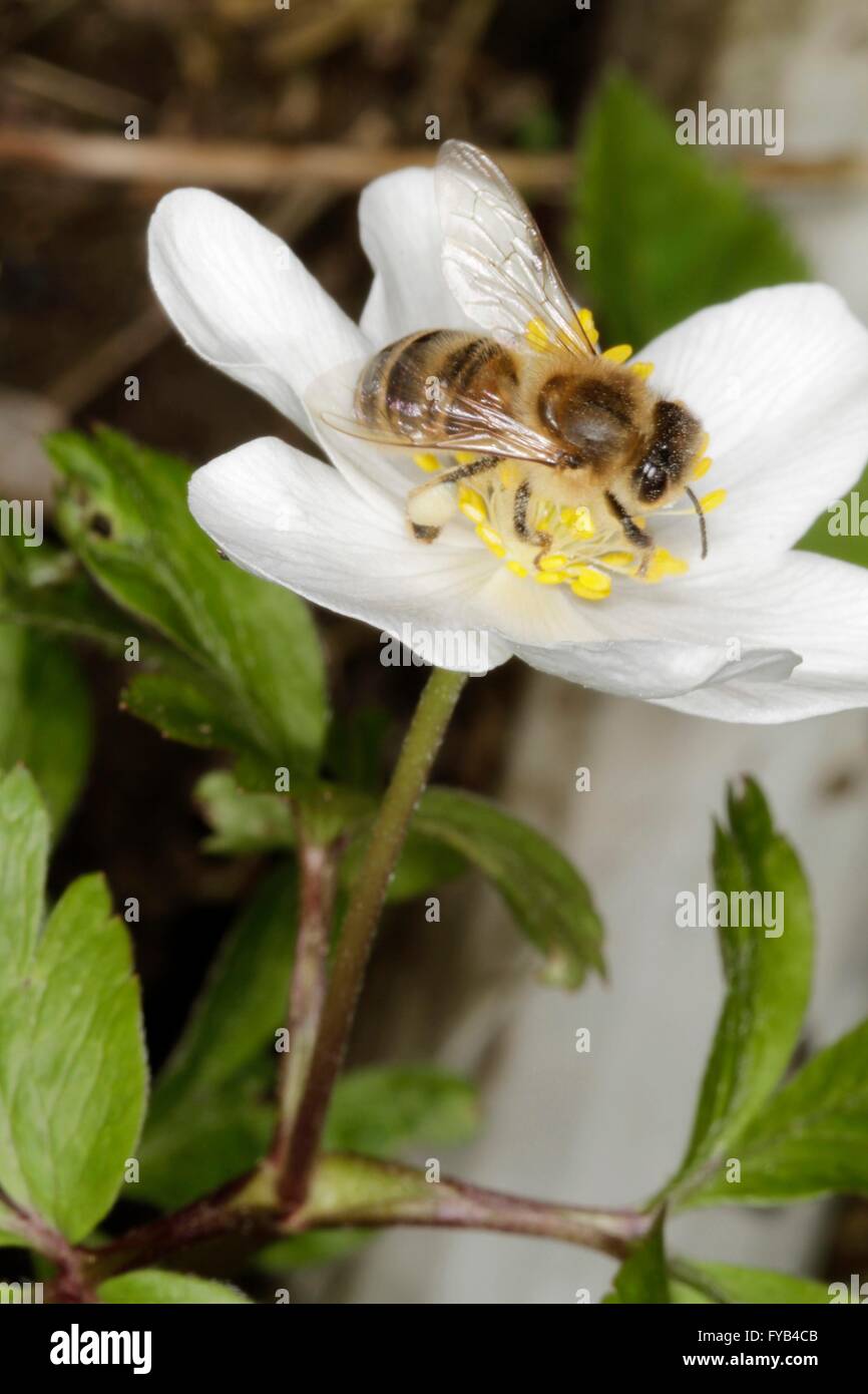 Un'ape sul fiore della Windflower (Anemone nemorosa ,) Questa è una pianta del genere Anemone. Turingia, Germania, Europa Data: 13 Aprile 2016 Foto Stock