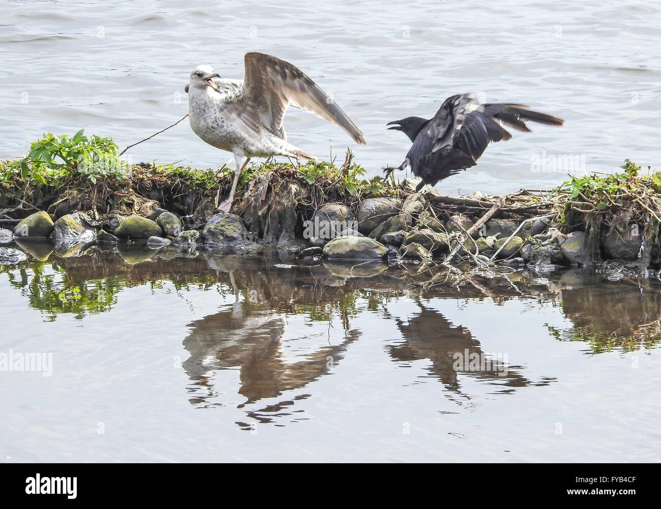 Aringhe giovani Gull e Carrion Crow, aprile 2016 Foto Stock