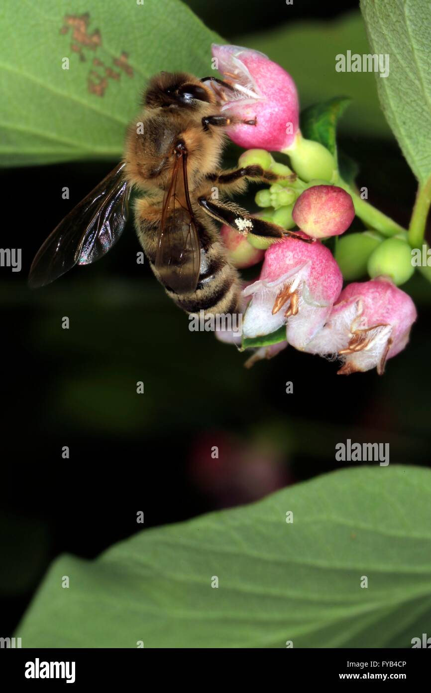 Honeybee (Apis mellifera) su un fiore di ordinaria snowberry (Symphoricarpos albus). I fiori di fornire il miele api e di altri insetti nettare e polline. Kleinschmalkalden, Turingia, Germania, Europa Data: 14 giugno 2015 Foto Stock