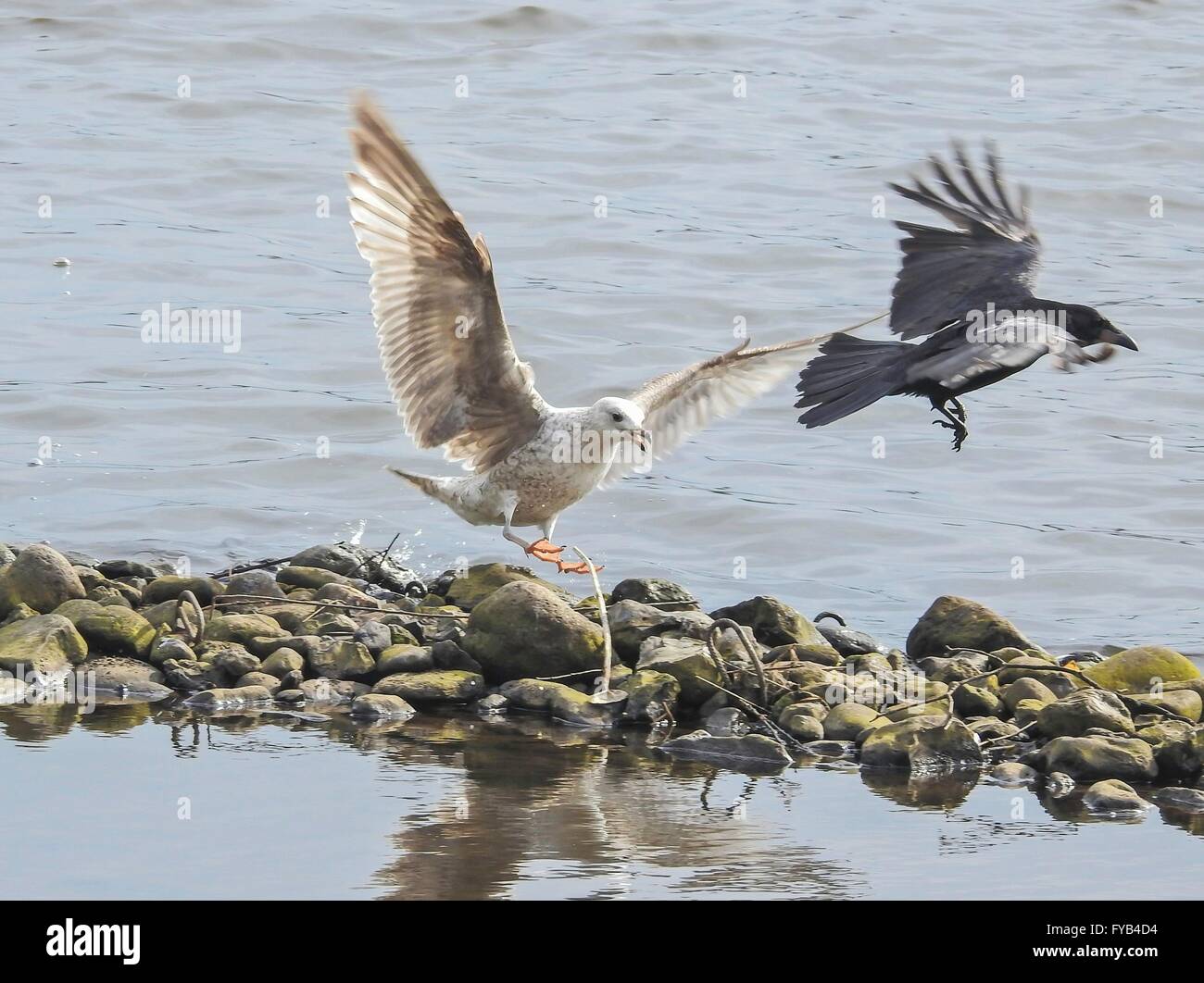 Aringhe giovani Gull e Carrion Crow, aprile 2016 Foto Stock