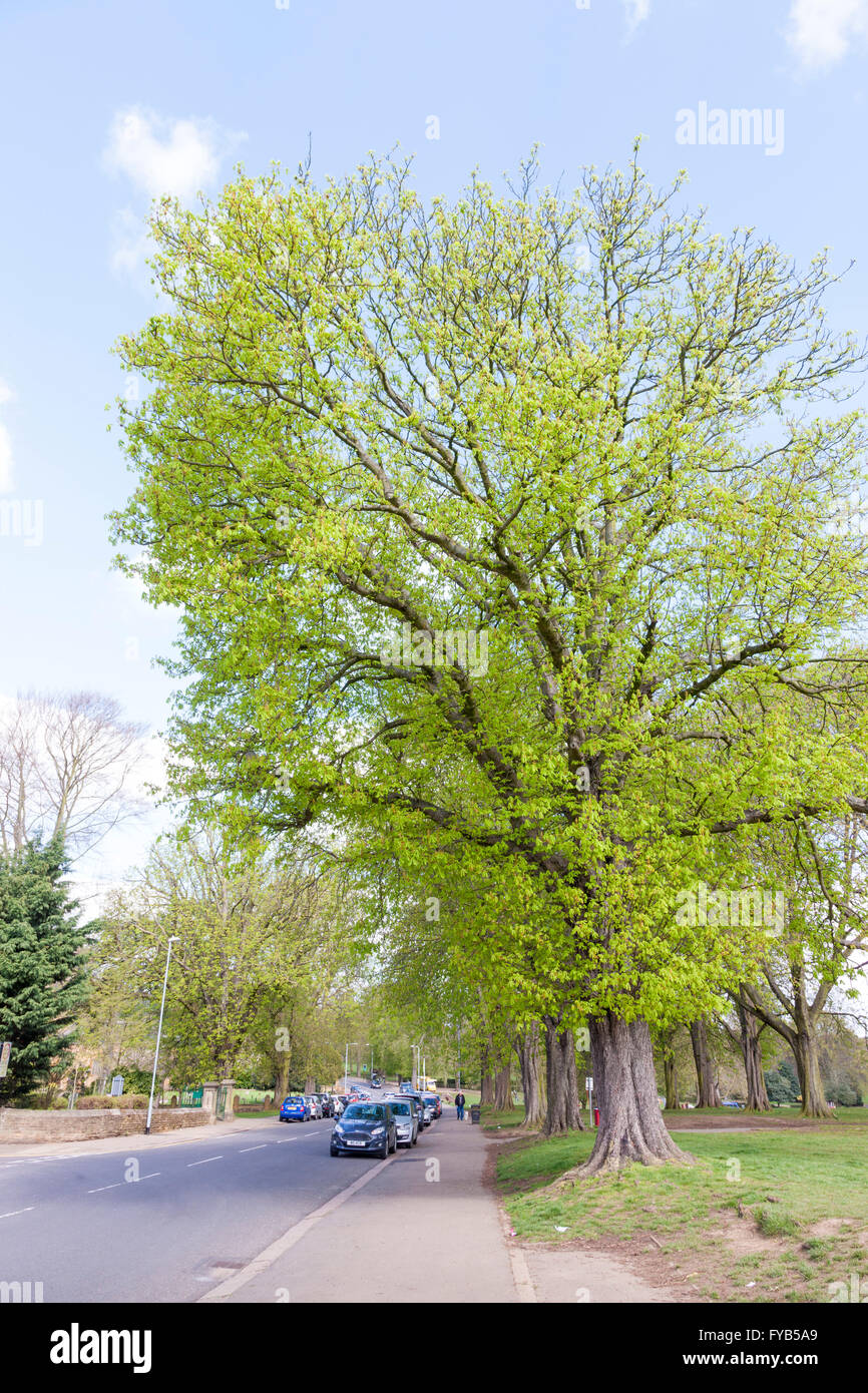 Ippocastano Aesculus hippocastanum (Hippocastanaceae) sul bordo di Abington Park, Northampton. Foto Stock