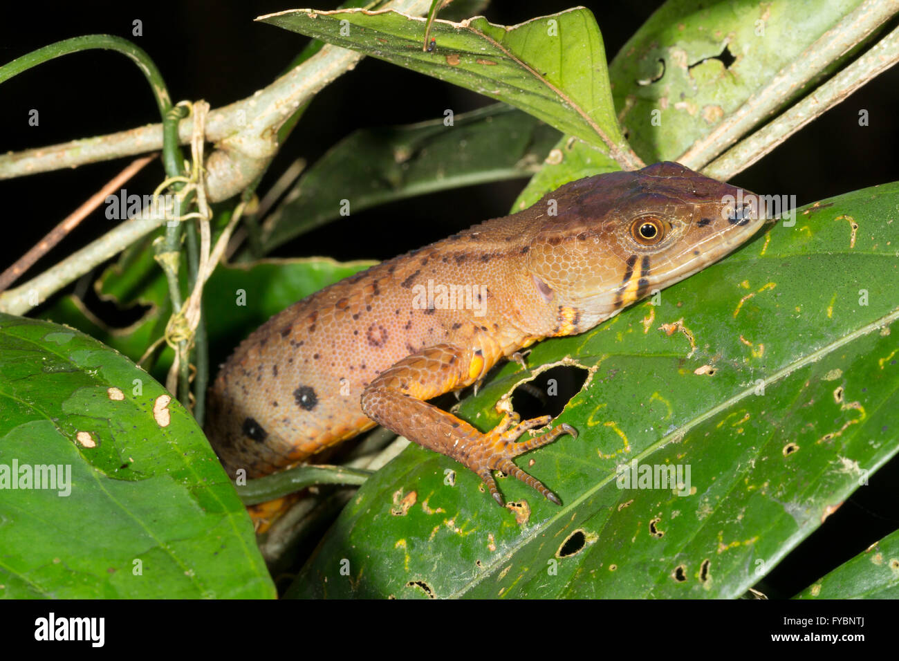 Lizard (Potamites cochranae, famiglia Gymnophthalmidae) di appoggio in un sottobosco arbusto nella foresta pluviale di notte, Ecuador Foto Stock