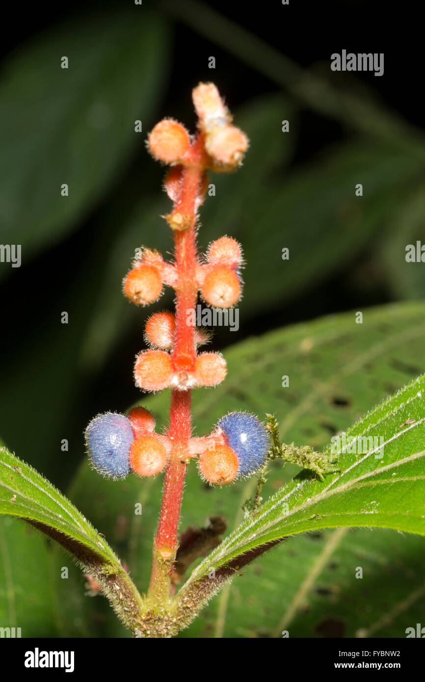 Impianto di sottobosco, famiglia Melastomataceae con bacche di colore blu nella foresta pluviale, Ecuador Foto Stock