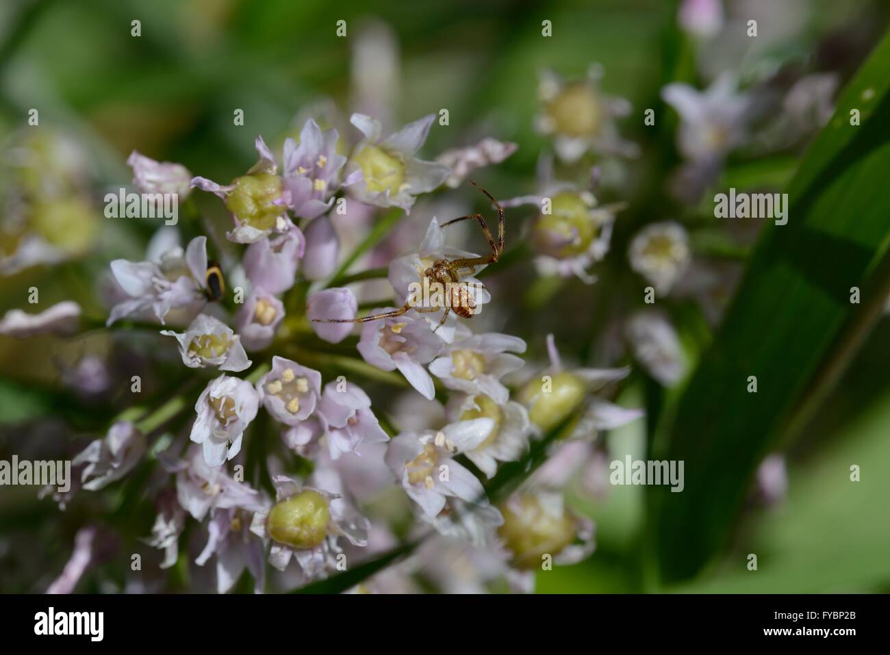 Allium spp. con ragno granchio Foto Stock