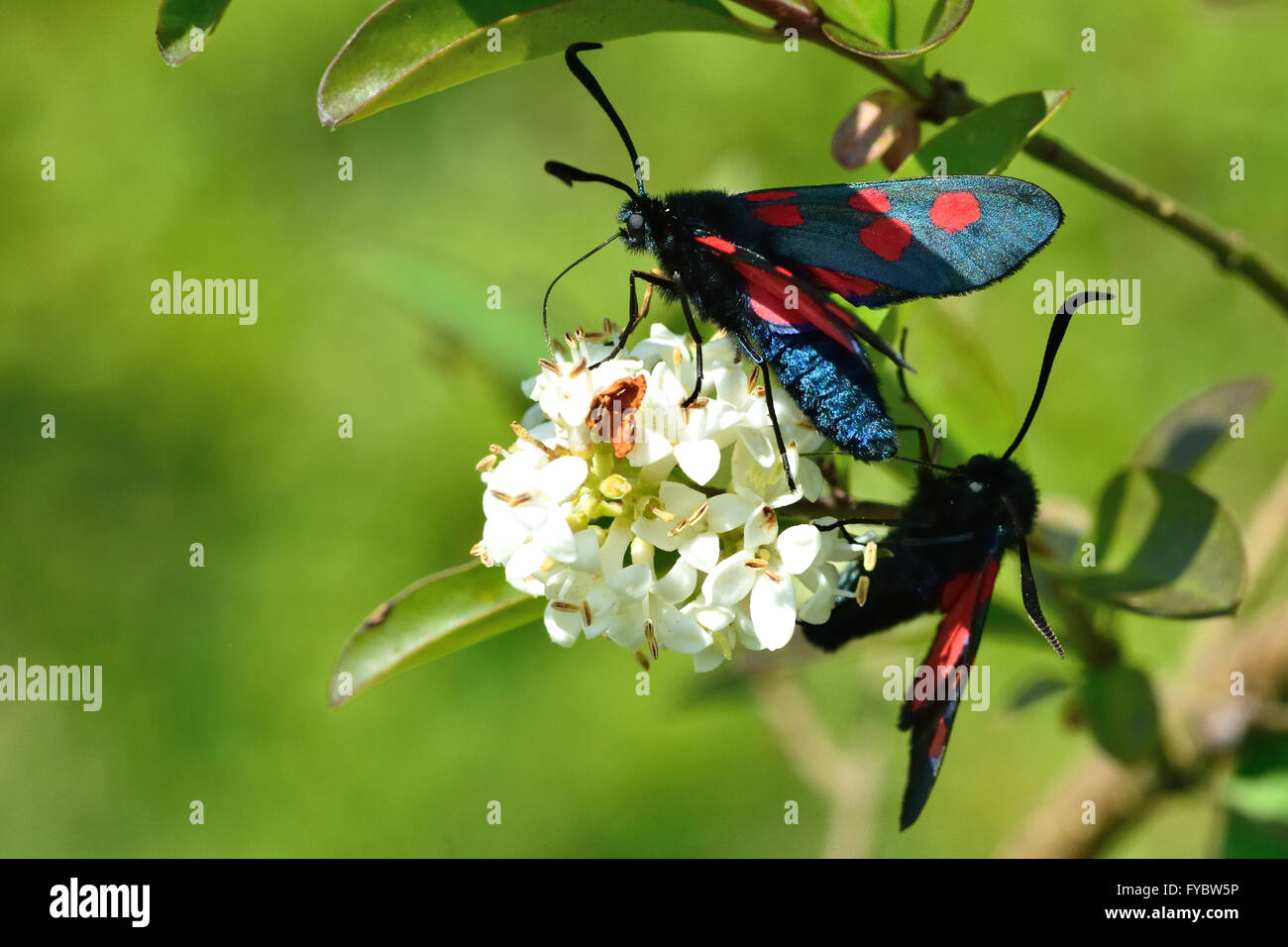 A stretta delimitata cinque-spot burnett falene (Zygaena lonicerae). Coppia di falene nella famiglia Zygaenidae nectaring su ligustro fiori Foto Stock
