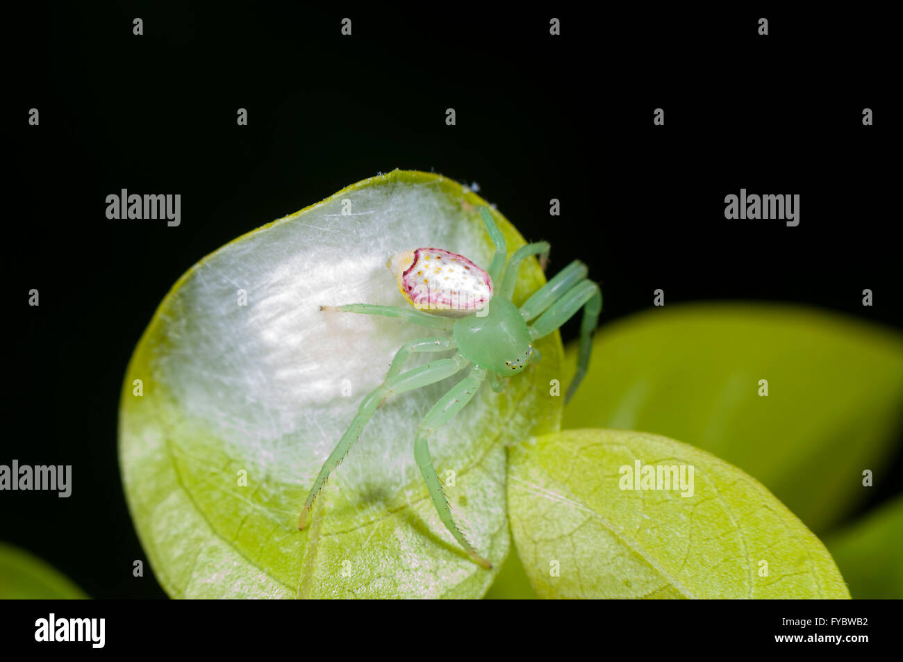 Fiore o ragno granchio (Lehtinelagia evanida, precedentemente Diaea evanida), proteggendo le sue uova sac, Nuovo Galles del Sud, Australia Foto Stock