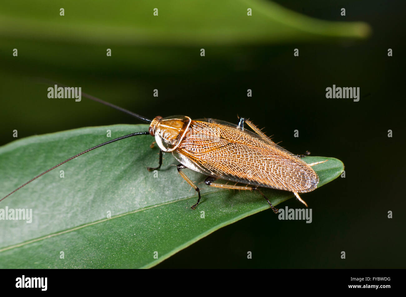 Bush scarafaggio (Ellipsidion humerale), Nuovo Galles del Sud, Australia Foto Stock