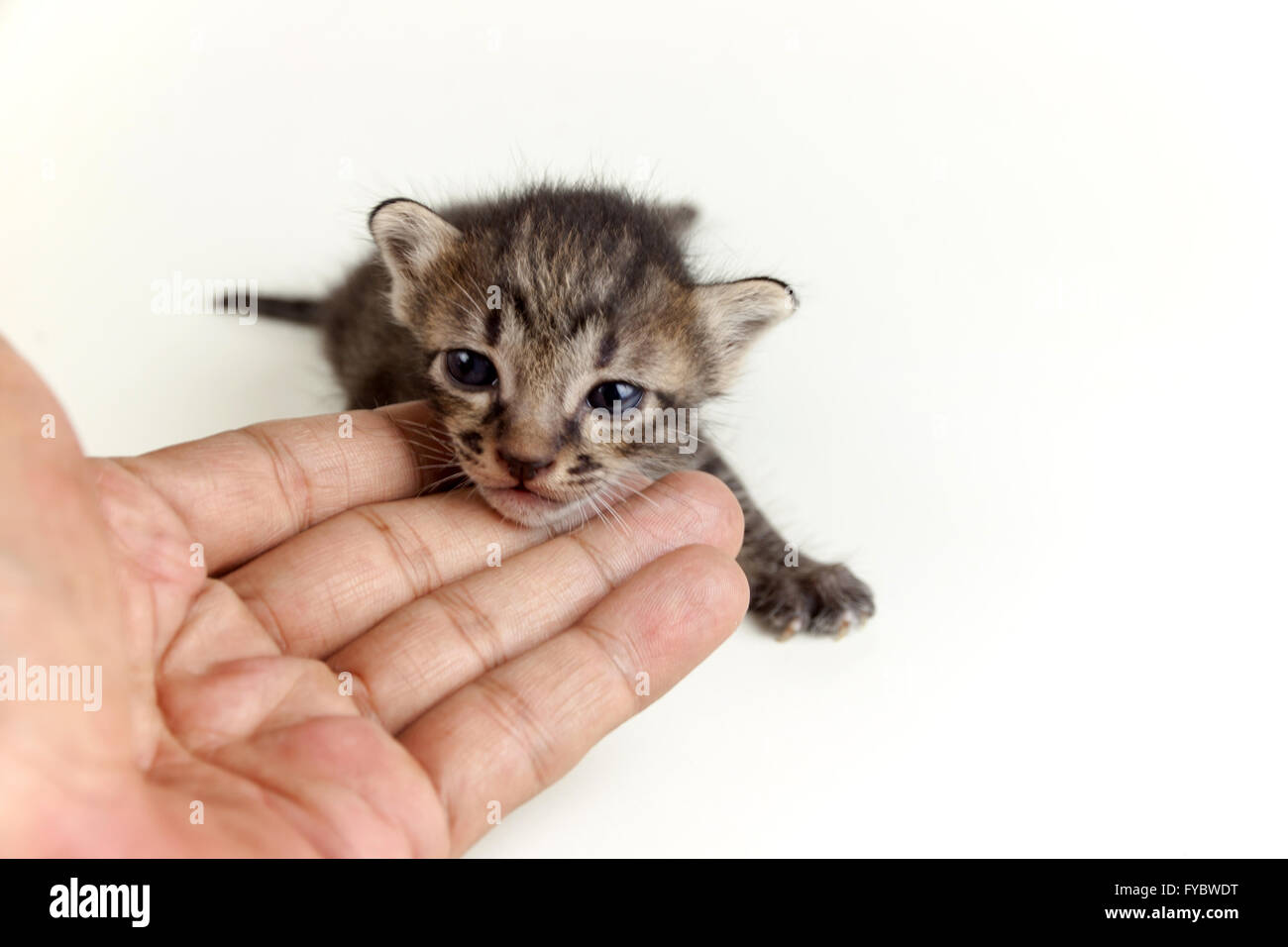 Mano umana tenendo delicatamente la faccia del neonato adorabile brown tabby kitten su sfondo bianco Foto Stock