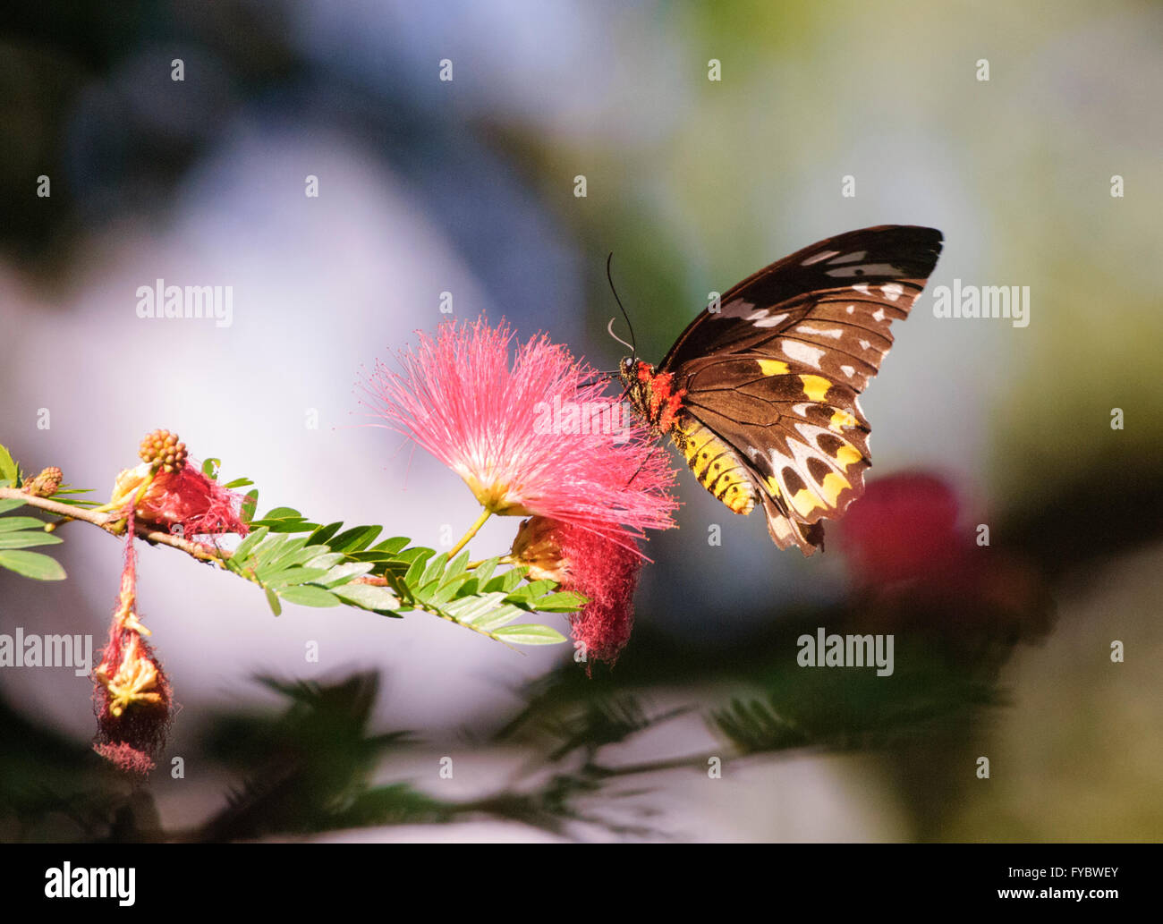 Butterfly impollinare un fiore Myrtaceae, Queensland del Nord, Australia Foto Stock