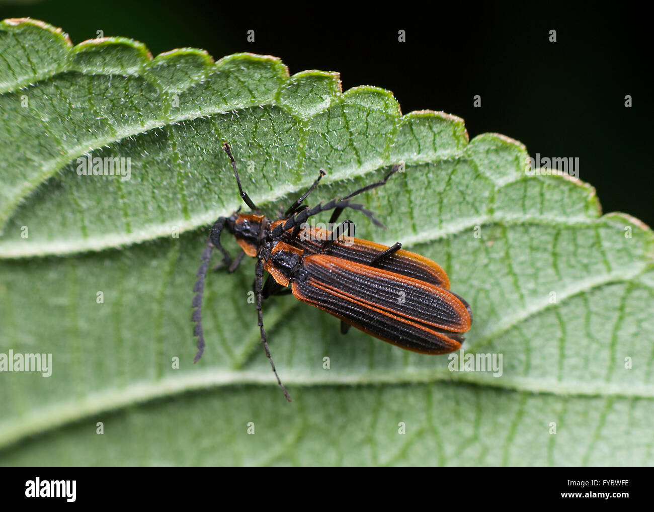 Coleotteri Lycid coniugata (Lycidae), Nuovo Galles del Sud, Australia Foto Stock