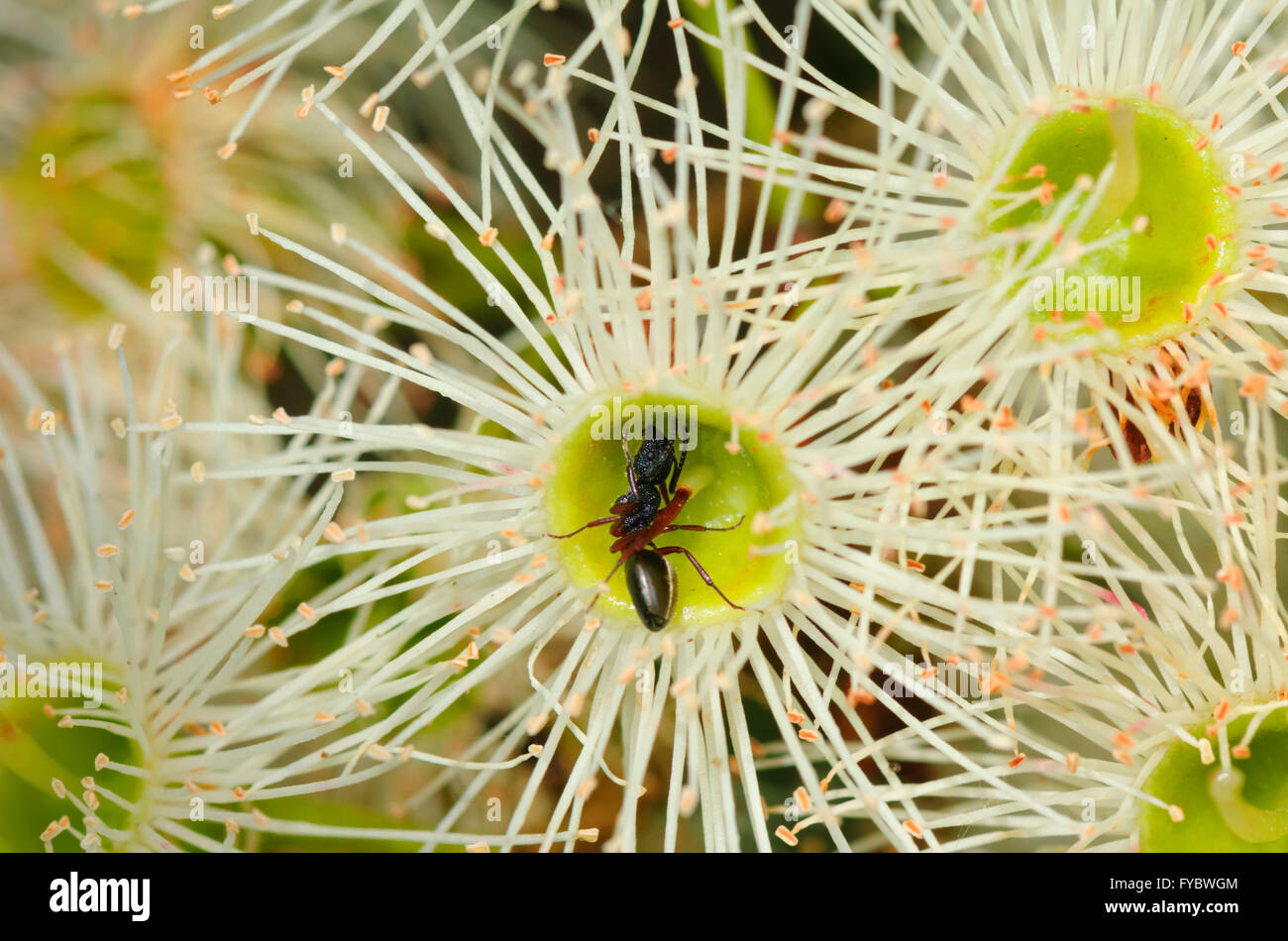 Ant su un Eucalyptus polyanthemos fiore, Nuovo Galles del Sud, Australia Foto Stock