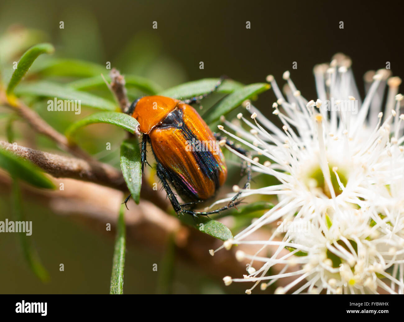 Scarabeo Scarabeo (Scarabaeidae), Nuovo Galles del Sud, NSW, Australia Foto Stock