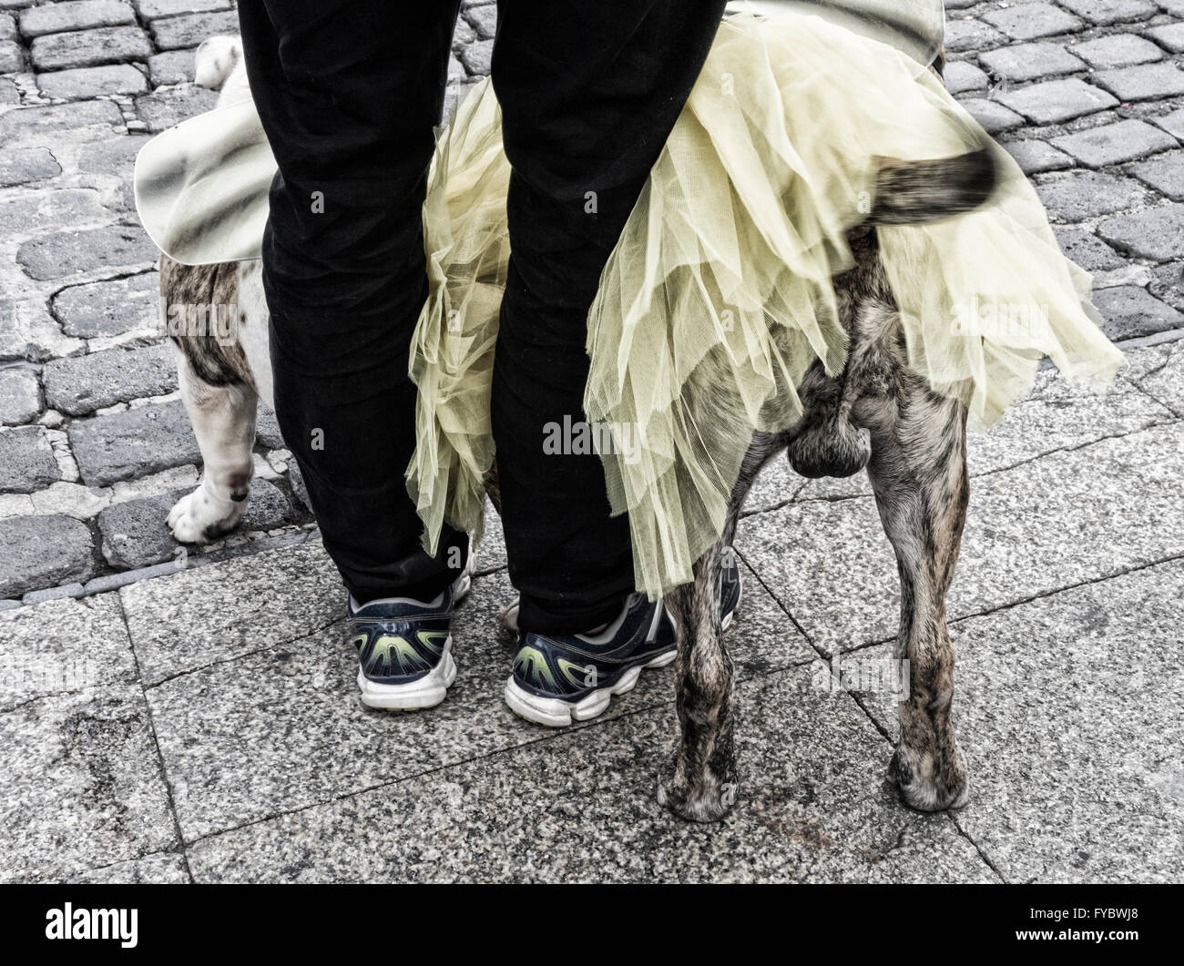 Cane in costume di carnevale. Foto Stock