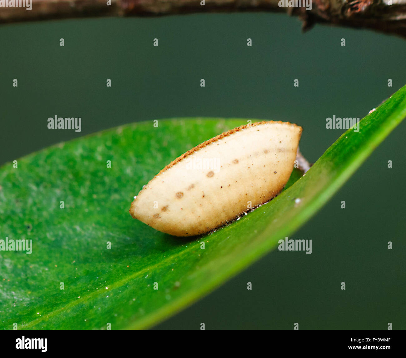 Bush scarafaggio Ootheca, Nuovo Galles del Sud, Australia Foto Stock