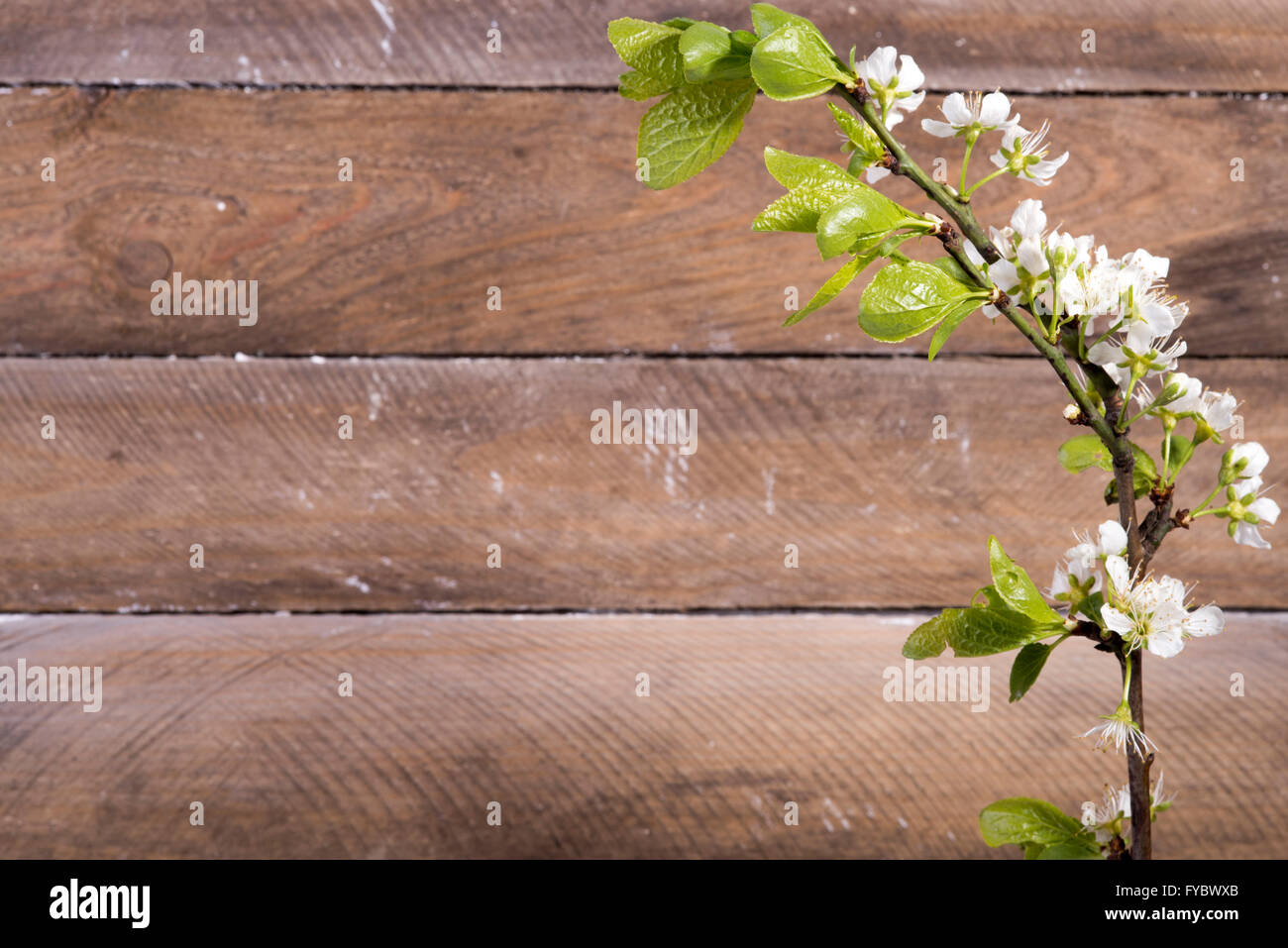 Foto di sfondo di legno con fiori di colore bianco blooming Foto Stock