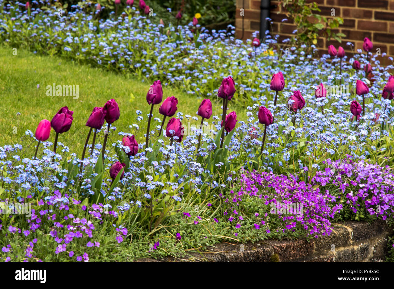 La molla aiuole di fiori in un giardino frontale Foto Stock