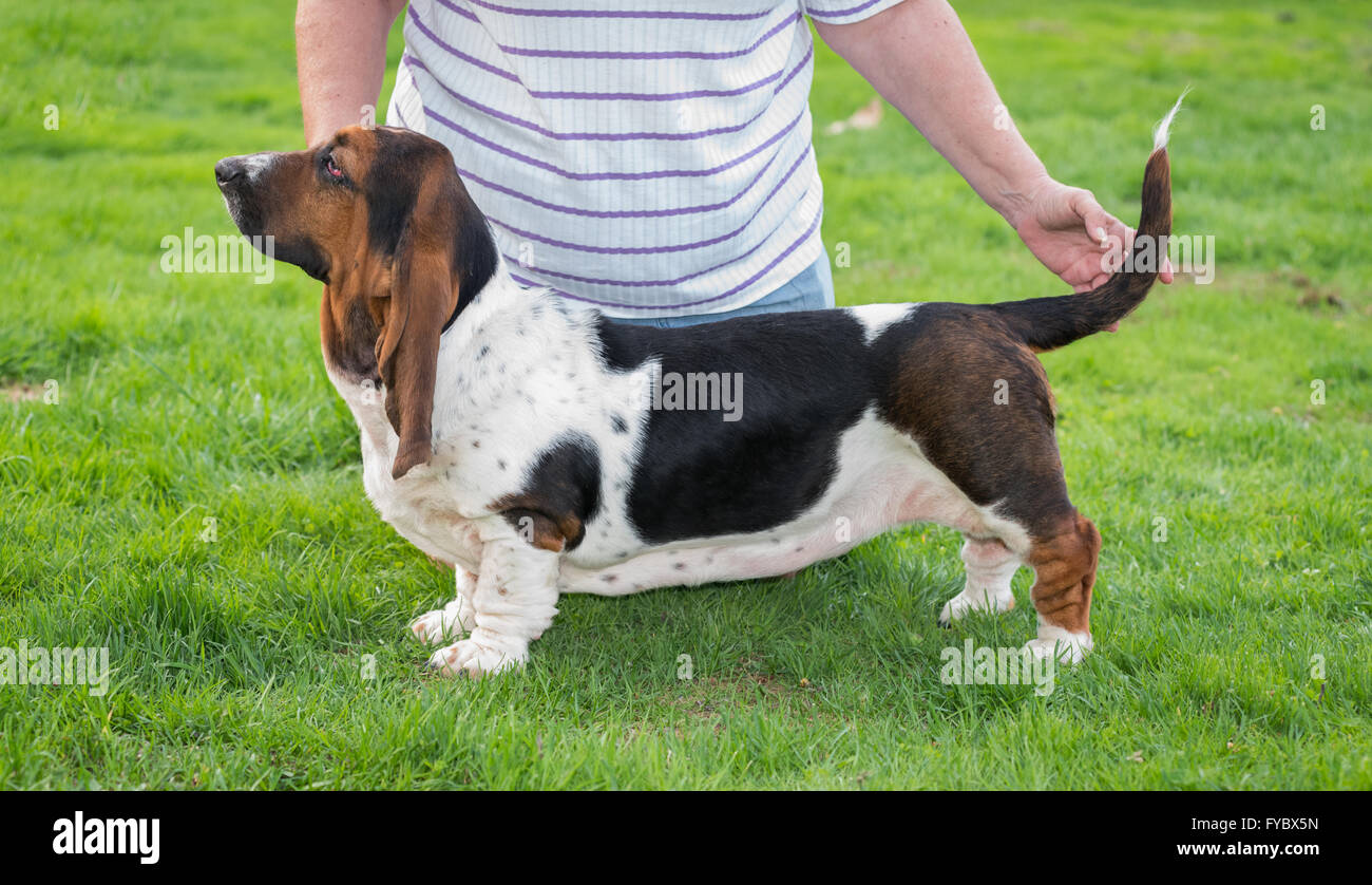 La donna pone il suo un anno vecchio Basset Hound (Canis lupus familiaris) per mostrare nel cortile di una fattoria di hobby. Foto Stock