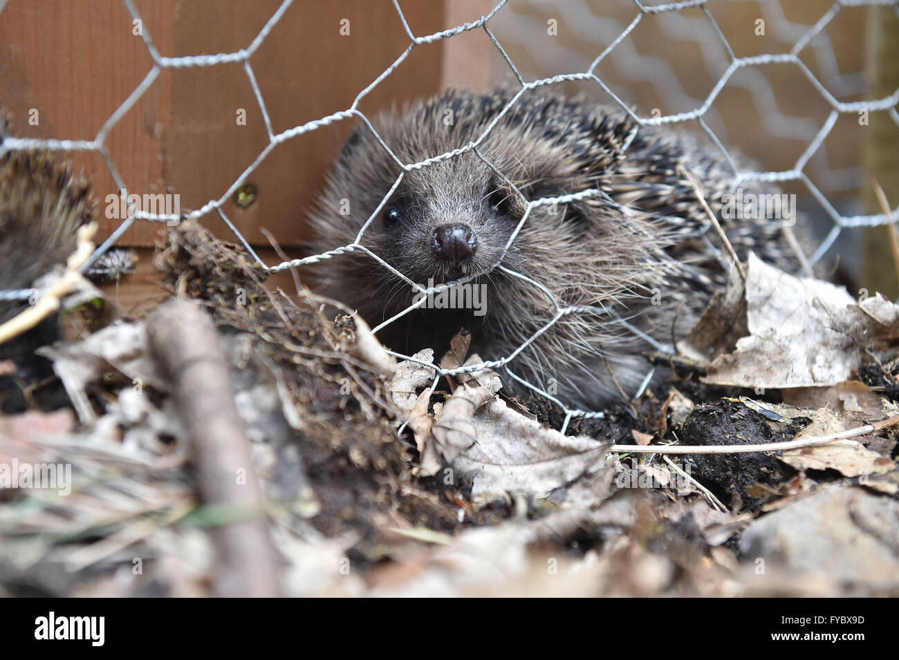 Riccio Erinaceus europaeus in habitat naturale dei dorsi, lascia che vivono in ambiente selvatico Foto Stock