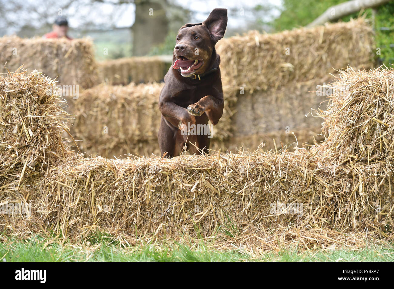 Il cioccolato Labrador cross cane saltando oltre le balle di paglia in scurry caso orecchie battenti con la lingua fuori piedi rincalzato Jumping Foto Stock