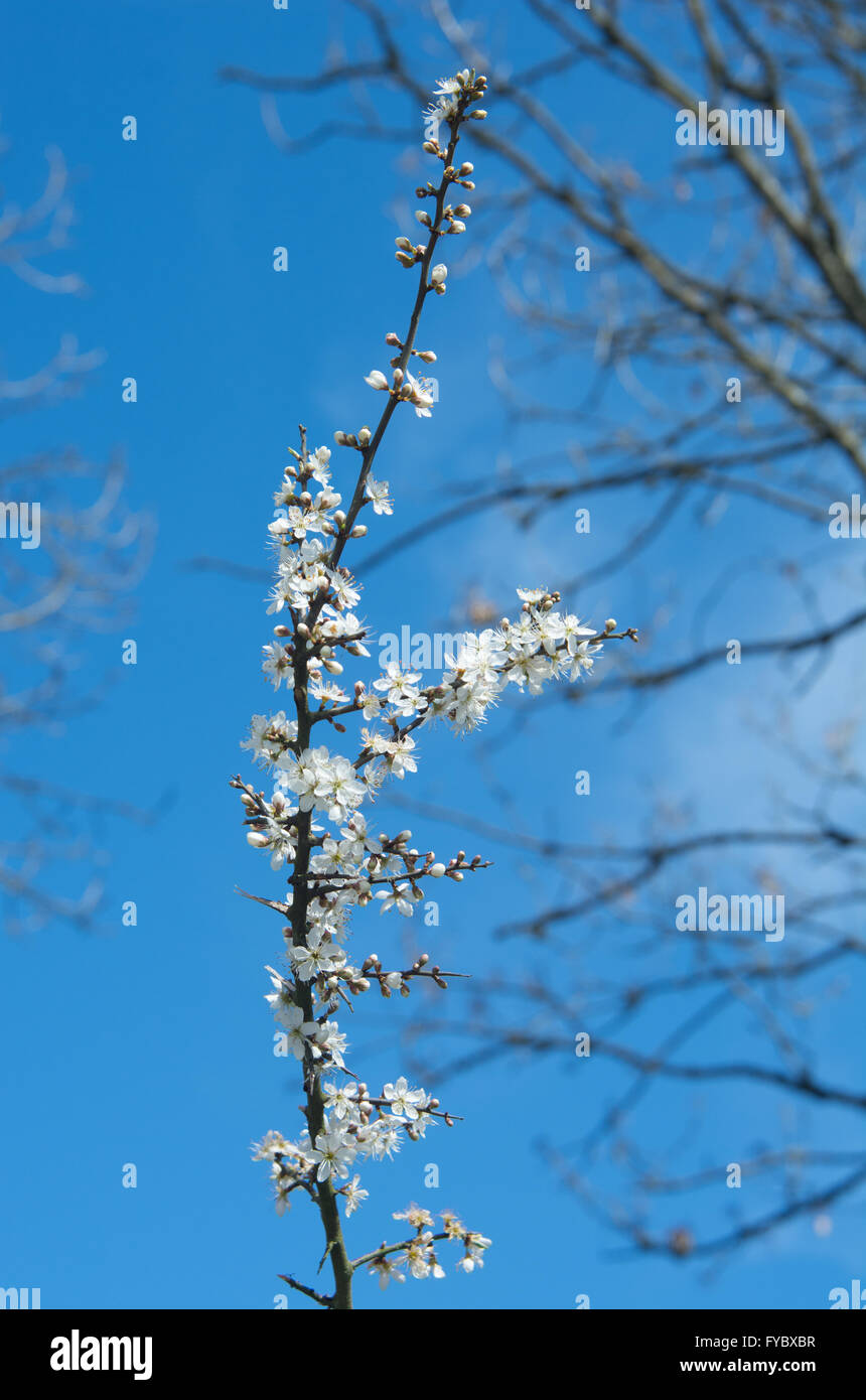 Prugnolo Blossoms Foto Stock