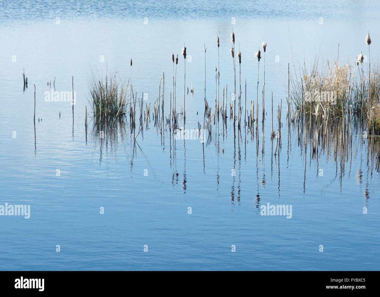 Bullrushes riflessioni a Cors Caron Riserva Naturale Foto Stock