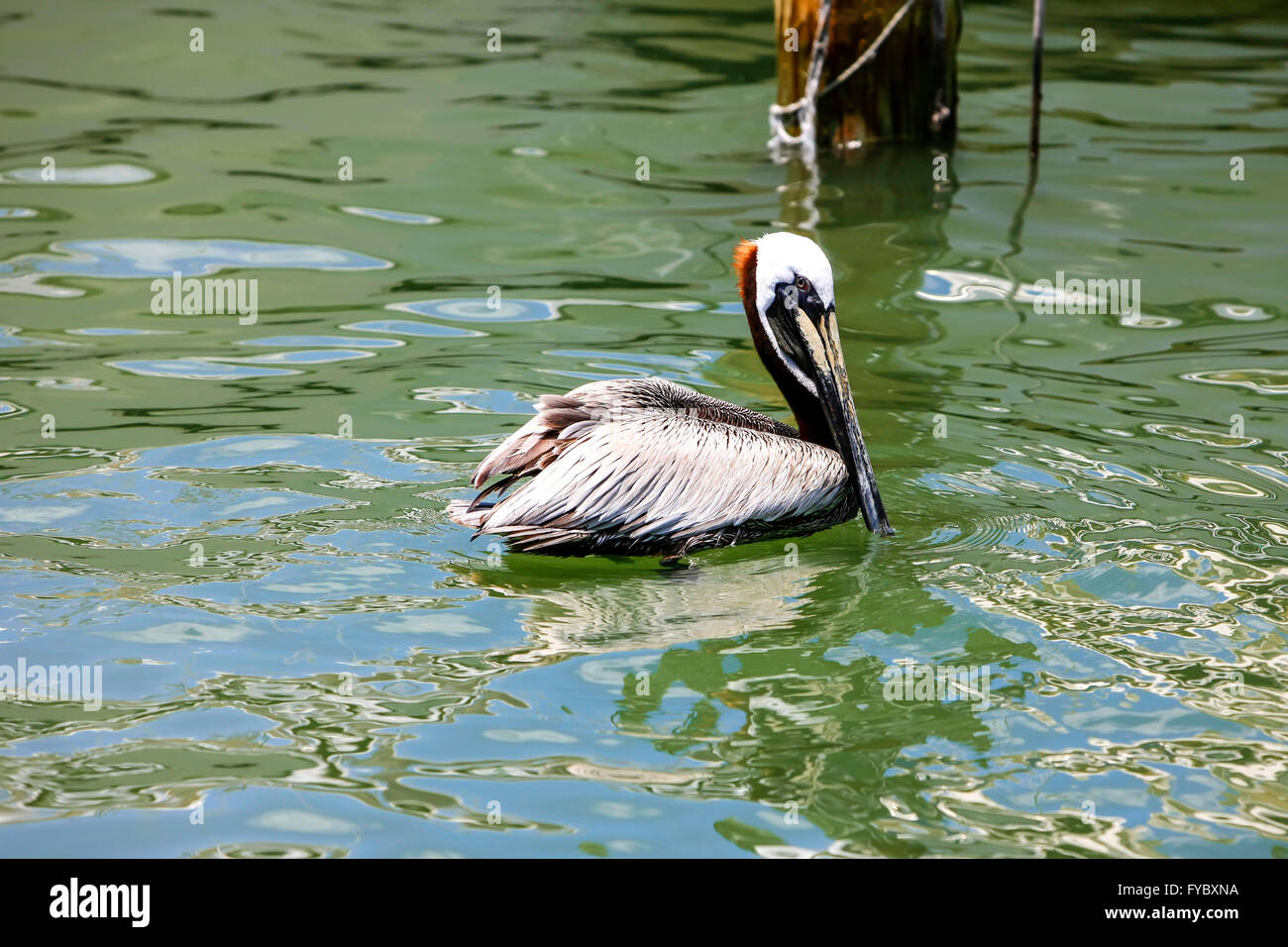 Brown Pelican nuotare nelle acque del porto di Clearwater in Florida Foto Stock