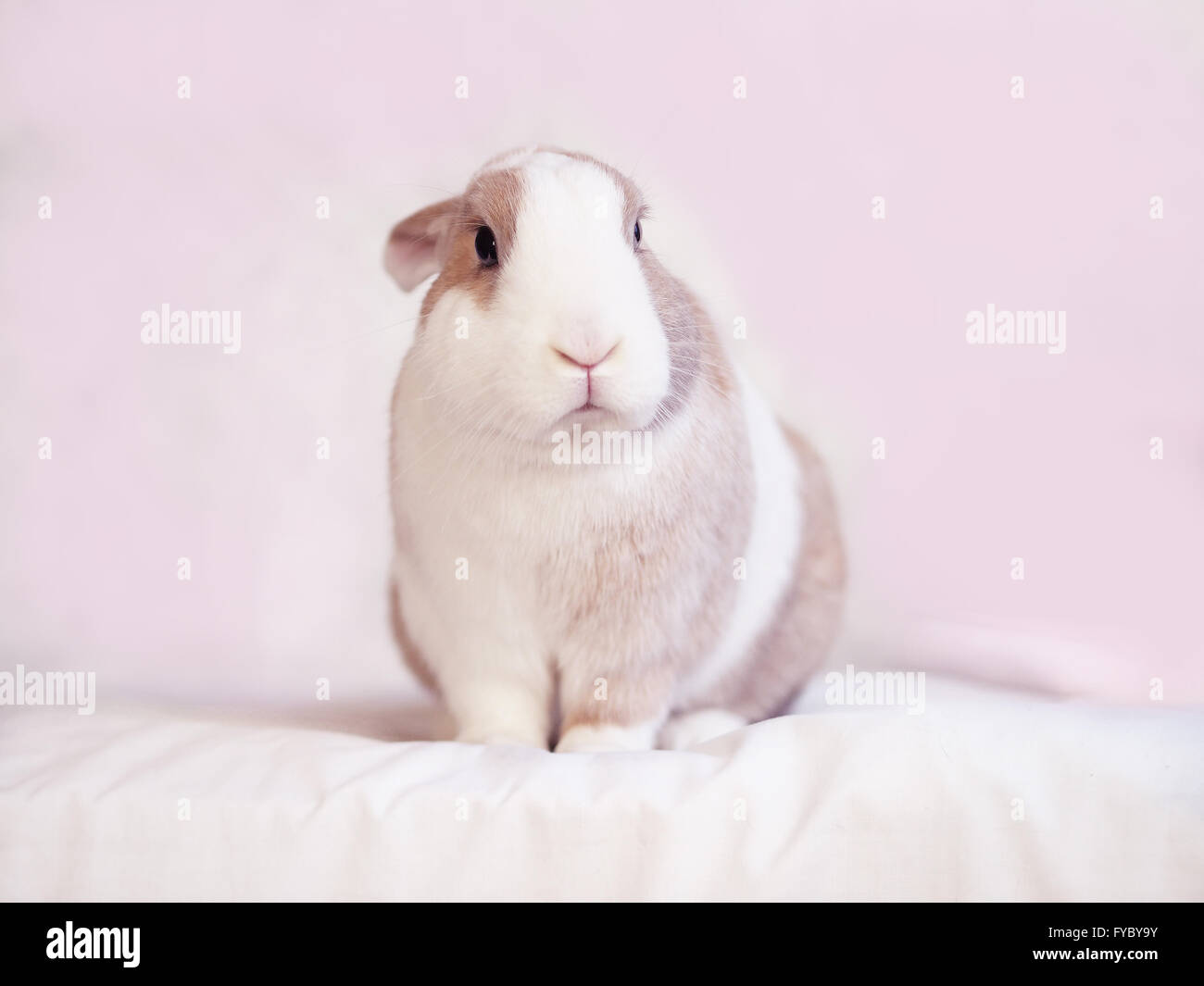 Marrone, nero e bianco bunny. Mix di Gigante fiammingo e nano lop Foto Stock
